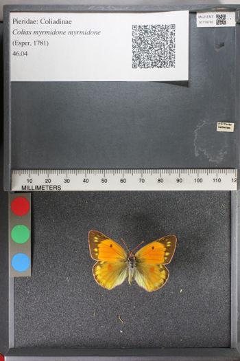 Media type: image;   Entomology 118785